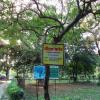 Yellow Oleander Tree inside the Park, Meerut